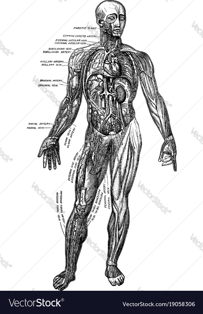 Muscles and blood vessels vintage