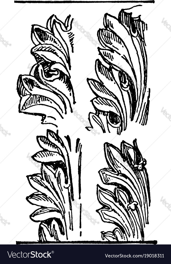 Acanthus leaves an ornament may be carved into Vector Image