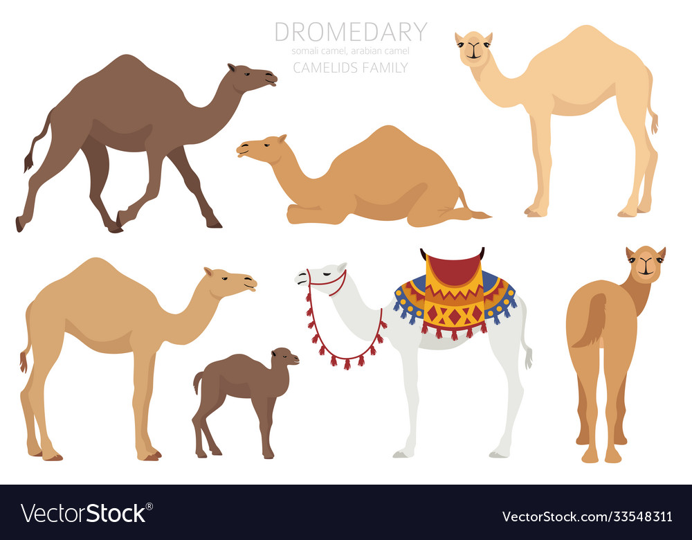 Camelids family collection dromedary camel Vector Image