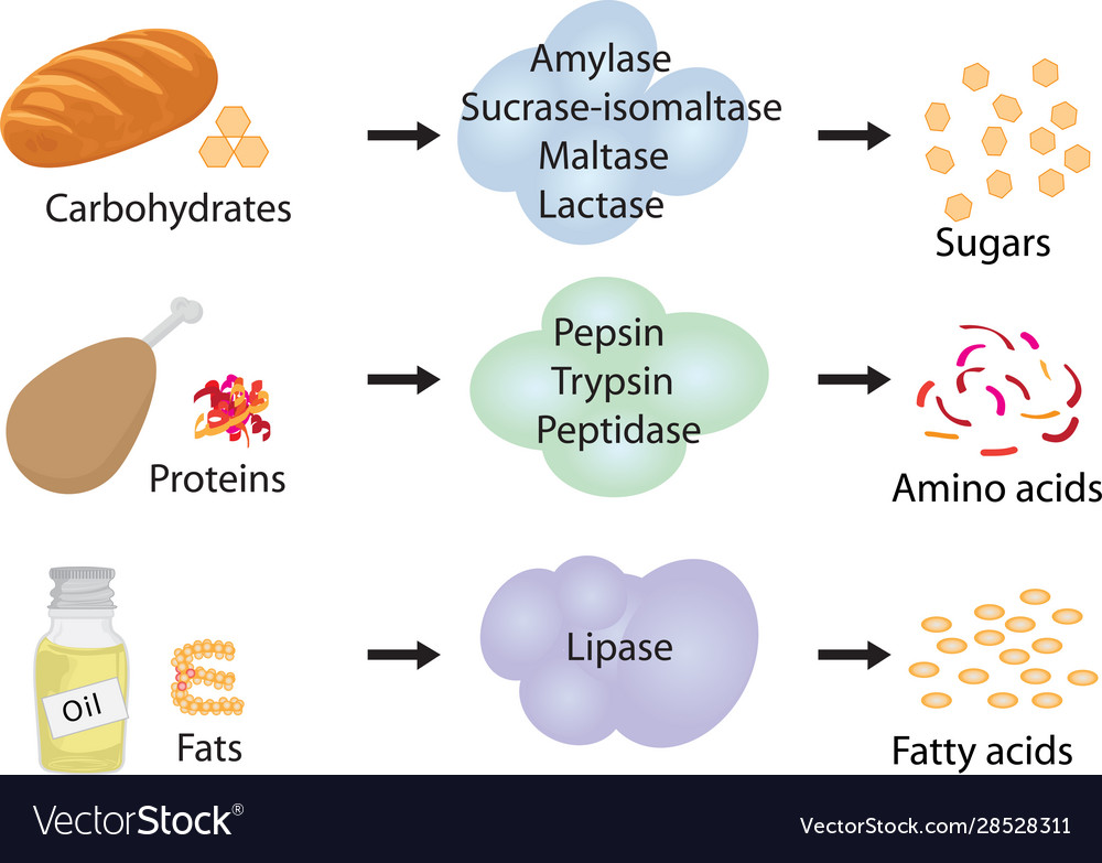 Enzymes braking down food into nutrients Vector Image - Enzymes Braking Down FooD Into Nutrients Vector 28528311