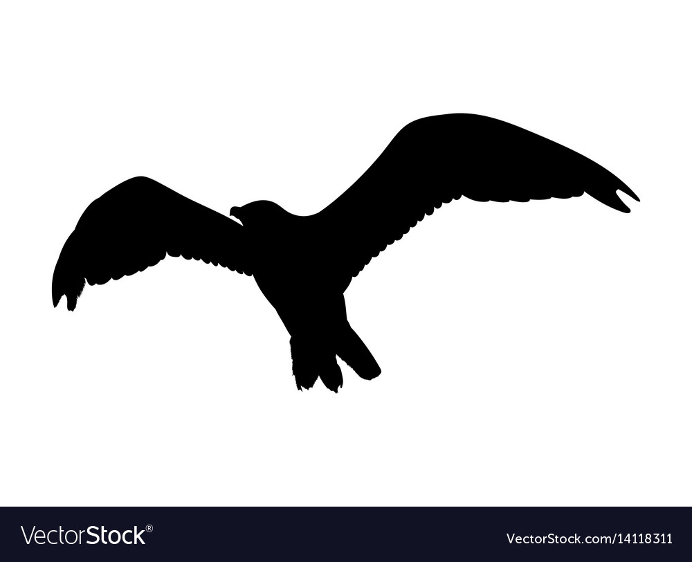 Seagull flying silhouette isolated on white Vector Image