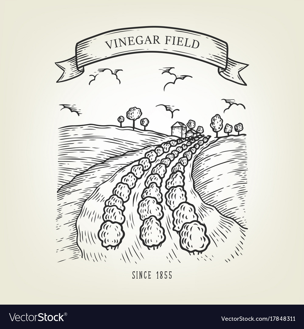 Sketch grape field landscape Royalty Free Vector Image