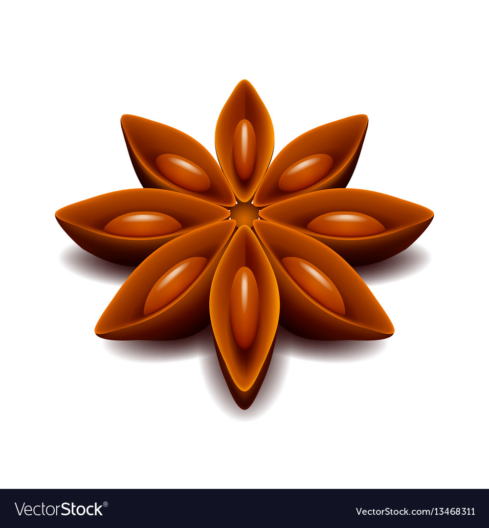 Star anise isolated on white Royalty Free Vector Image