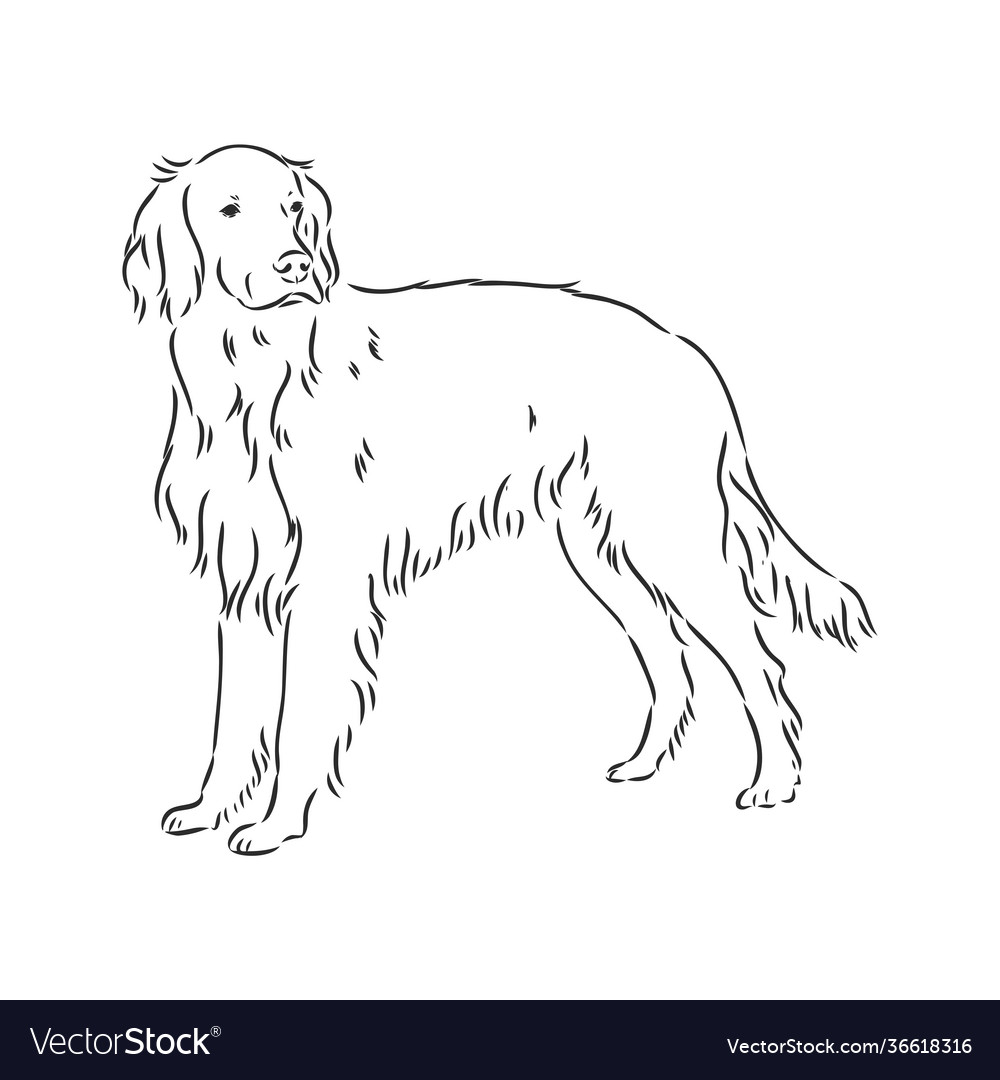 English Setter Portrait
