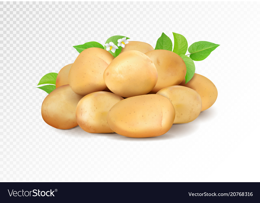 Realistic potatoes grope on transparent