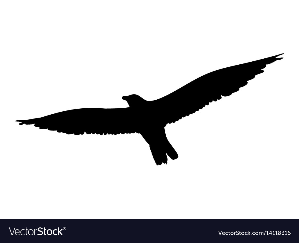 Seagull flying silhouette isolated on white Vector Image