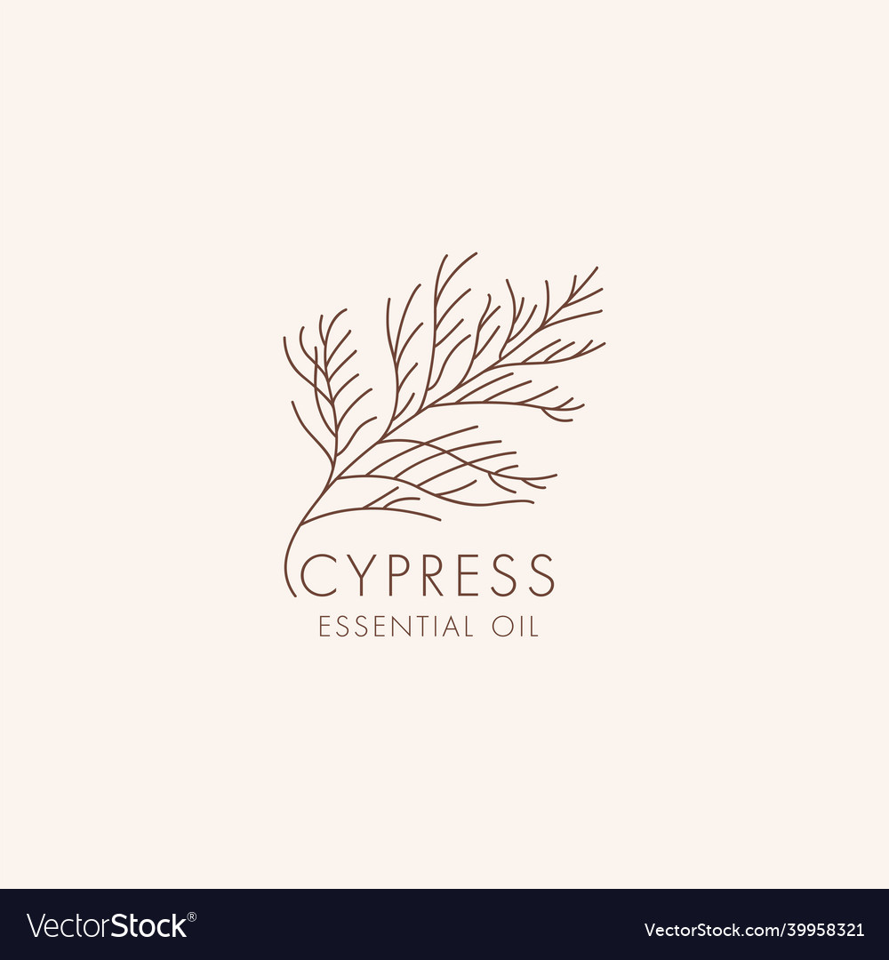 Linear botanical icon and symbol - cypress vector image Linear botanical icon and symbol - cypress
