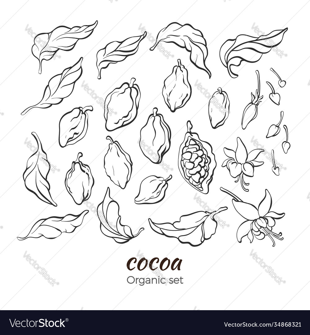 Set cocoa tree branch