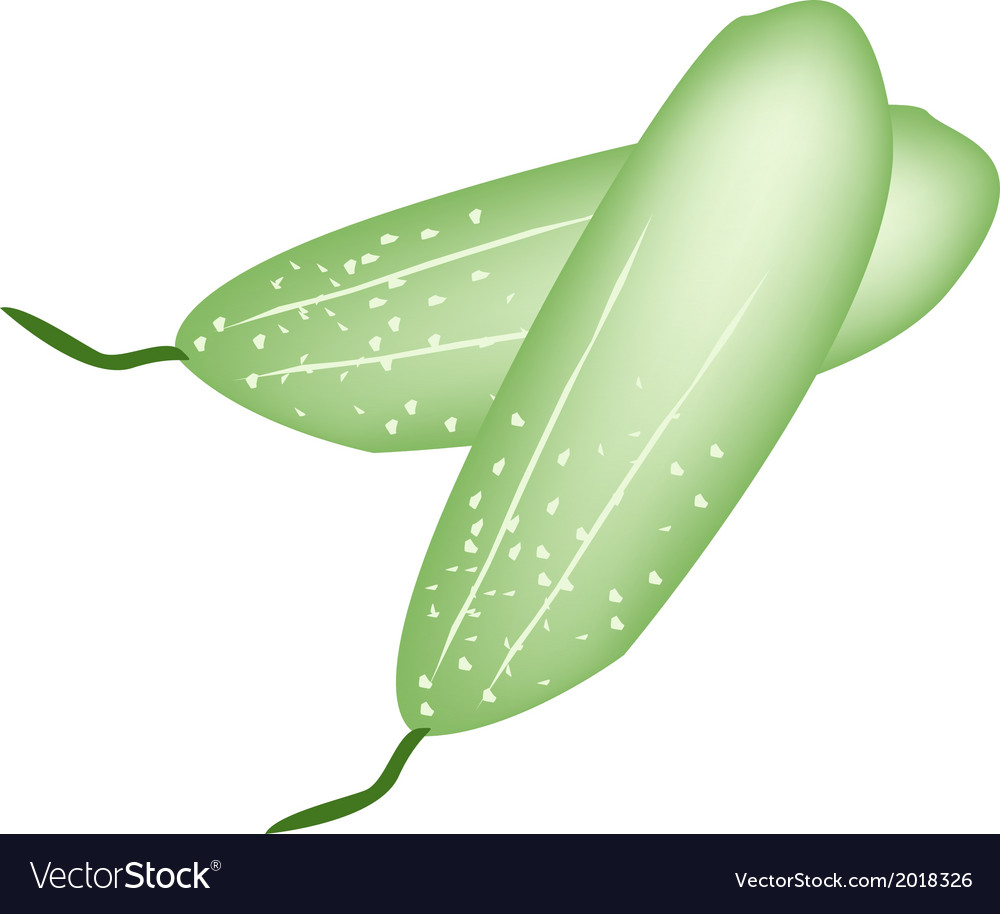 Two fresh green cucumber on white background