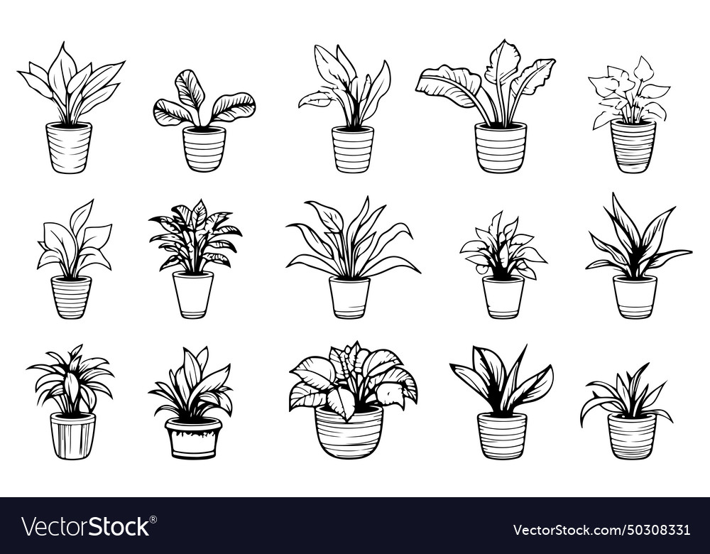 Set of houseplants outline drawings indoor exotic