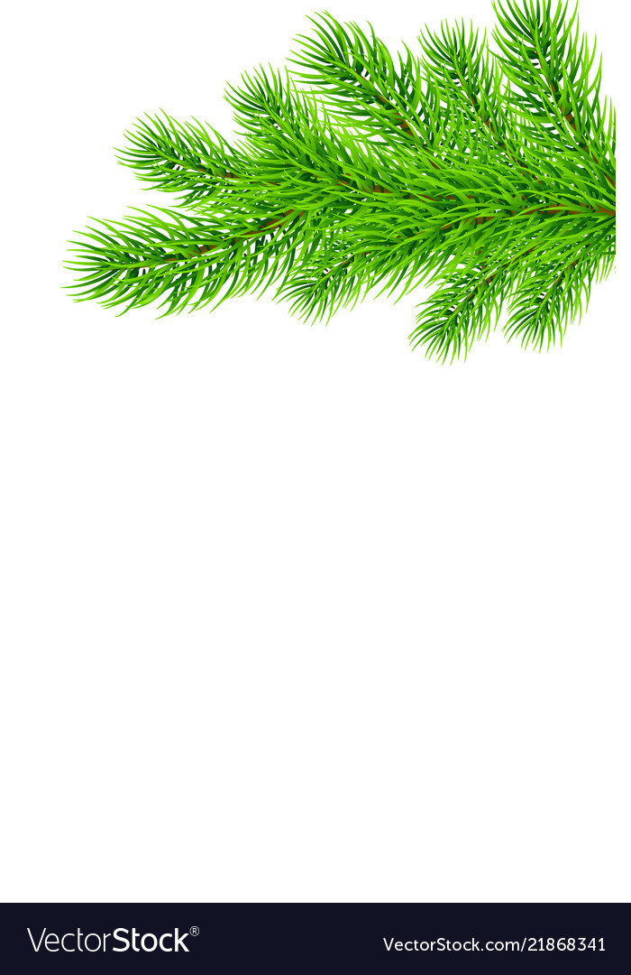 Holiday Christmas Frame With Fir Tree Branches Vector Image
