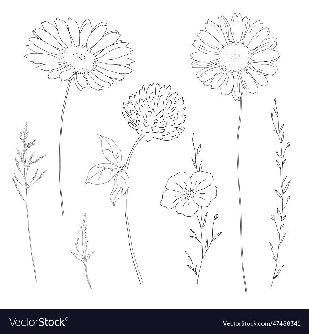 Wild flowers plant set 4 wild flowers plant set 4 Vector Image