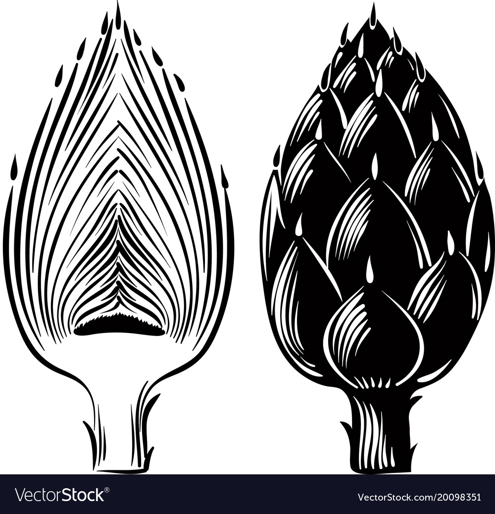 raw artichokes one cut in half royalty free vector image