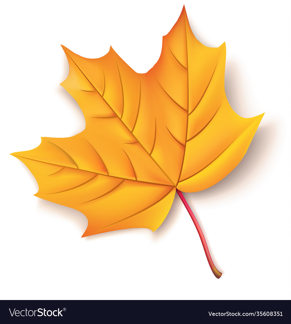 Realistic yellow autumn maple leaf with shadow