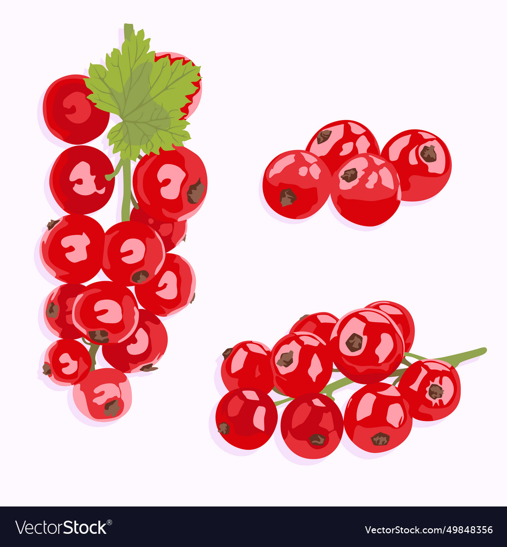 Berries of red currant on a branch and without Vector Image Berries of red currant on a branch and without