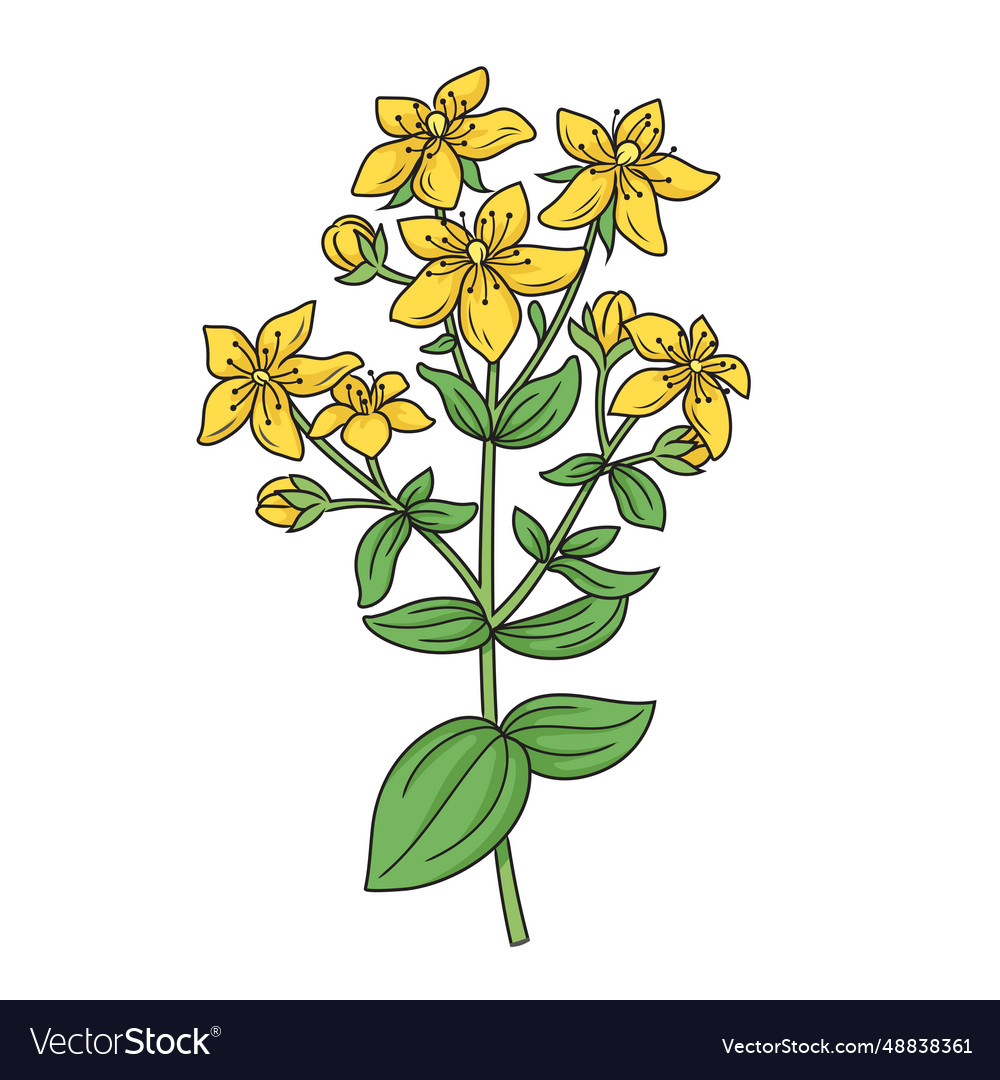 St johns wort hypericum medical plant Royalty Free Vector