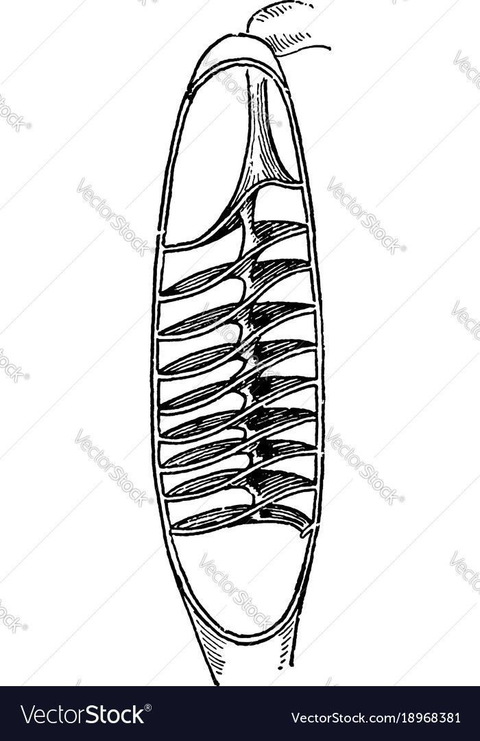 Skate Spiral Valve Anatomical Print