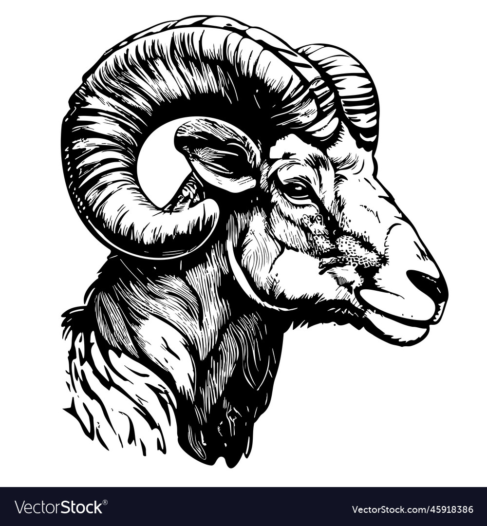 Animal ram portrait hand drawn sketch Royalty Free Vector