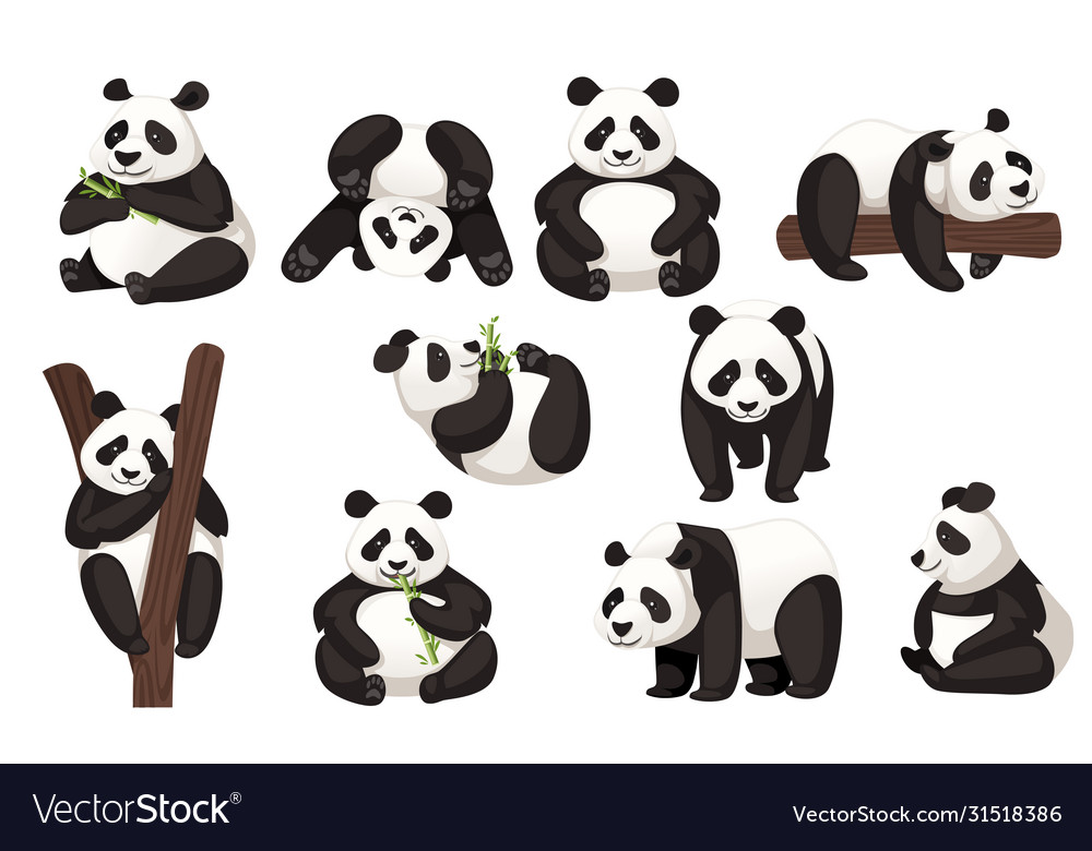 Set Cute Big Panda In Different Poses Cartoon Vector Image