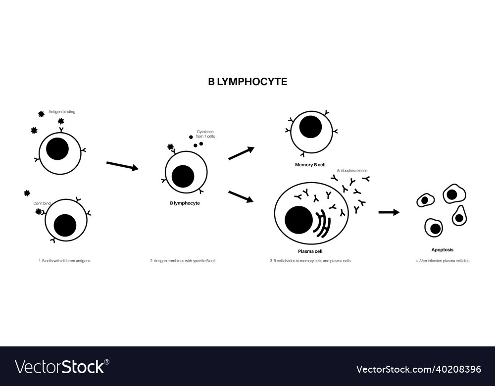 B Cell Activation Royalty Free Vector Image - VectorStock