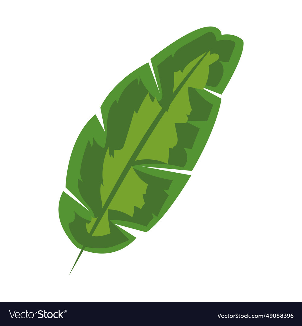 Palm leaf isolated