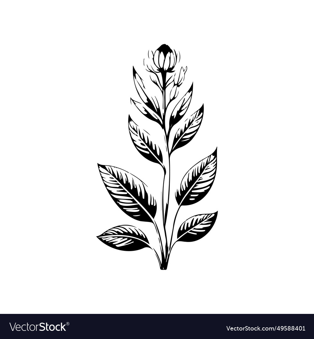 Aconite icon hand draw black plant logo symbol