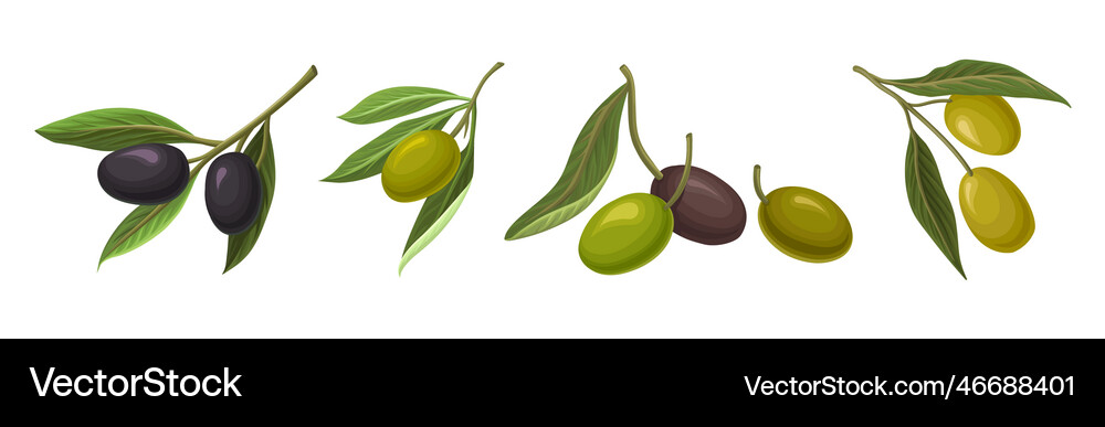 Fresh and ripe olive black and green fruit Vector Image