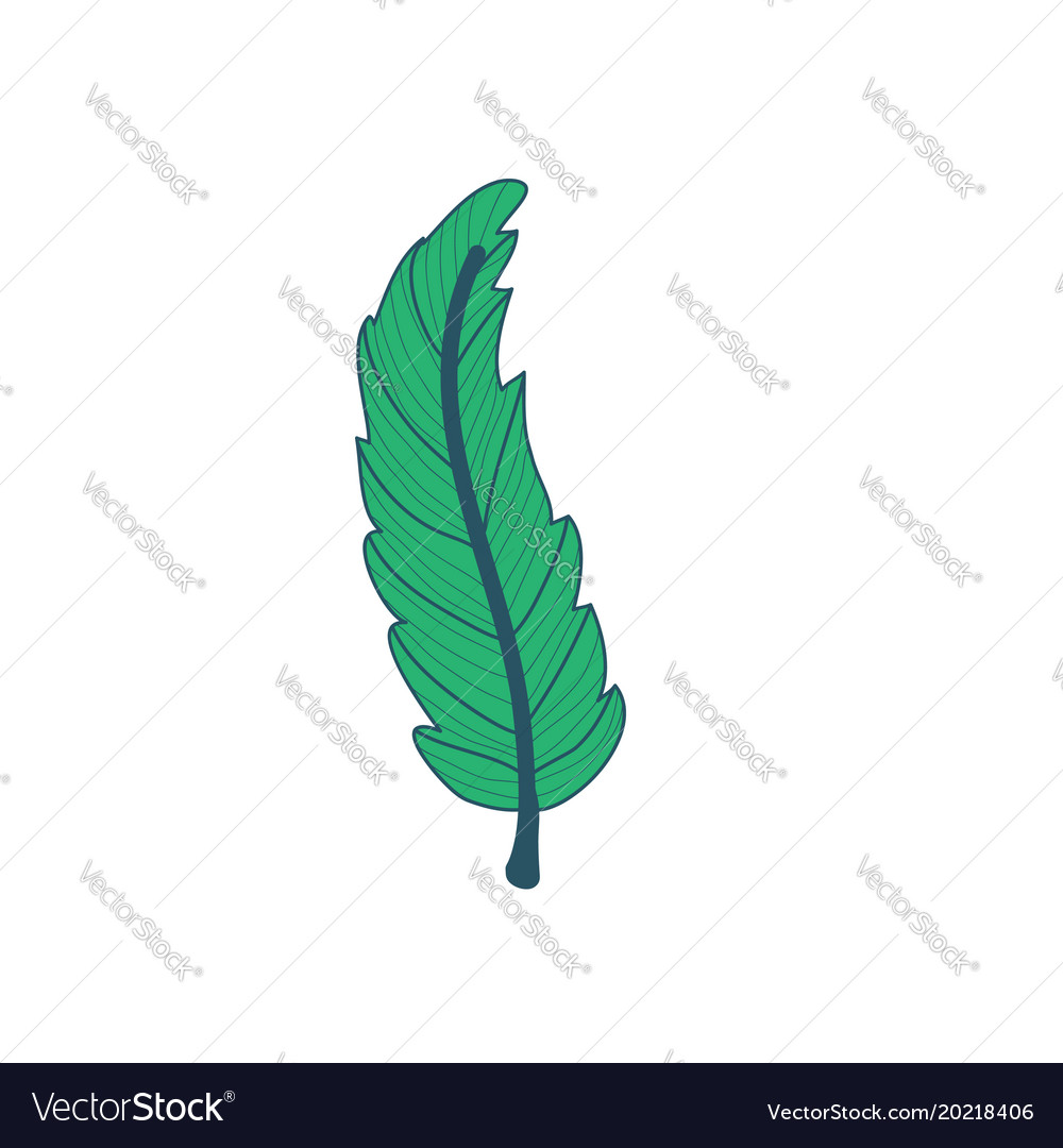 Lanceolate type tropical leaf hand drawn Vector Image