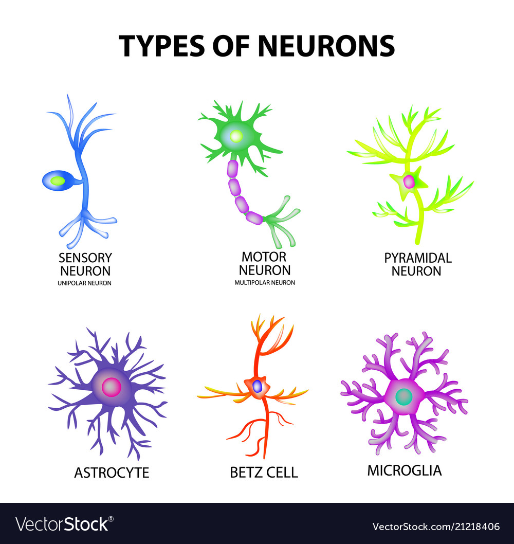 types-neurons-structure-sensory-motor-neuron-vector-image