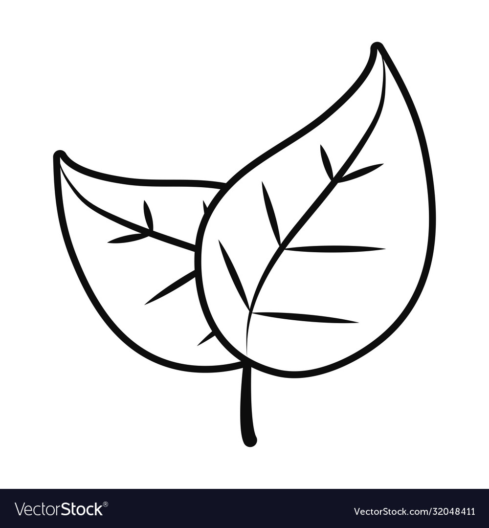 Coffee leaves icon line style Royalty Free Vector Image