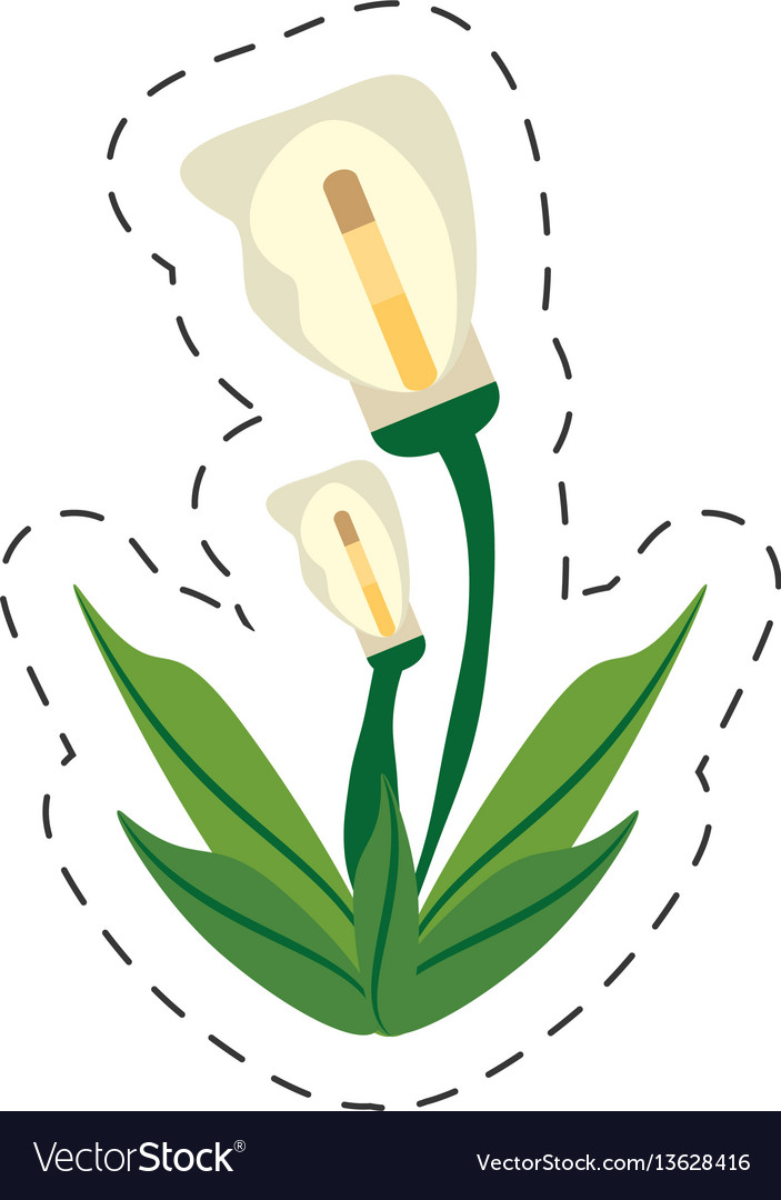 Cartoon calla lily flower image