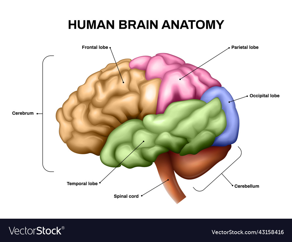 Realistic brain anatomy Royalty Free Vector Image