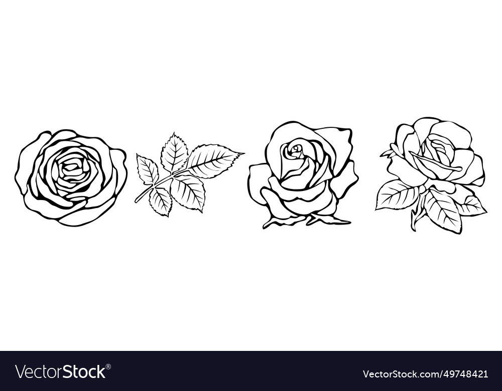 Outline drawing of fresh blossoming rose Vector Image