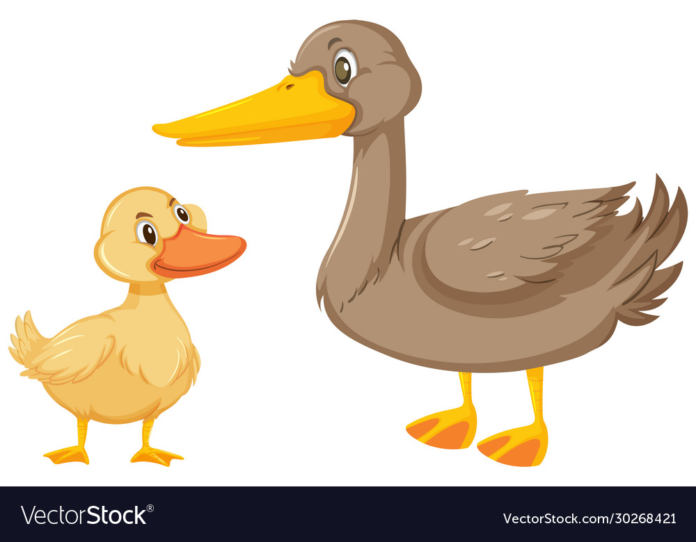 Two ducks on white background Royalty Free Vector Image