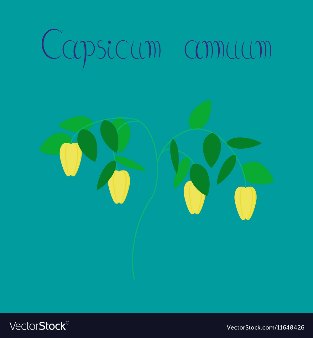 Flat on background plant capsicum