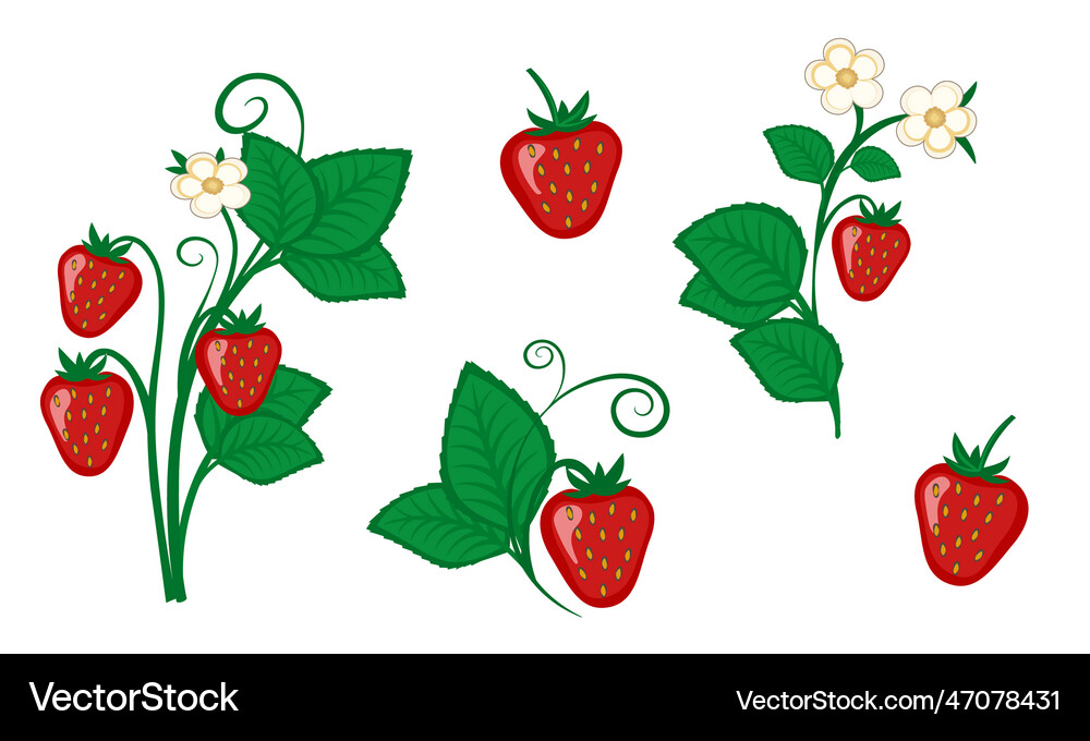 Collection of fresh strawberry and branches Vector Image