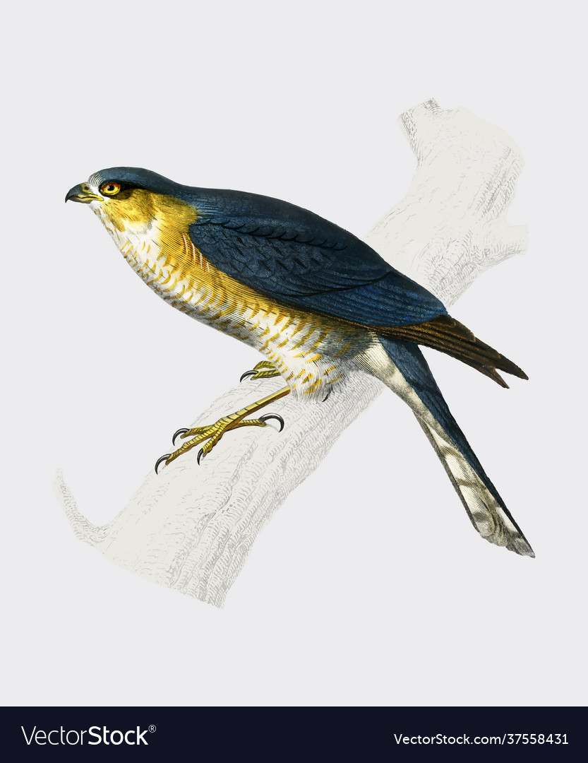 Eurasian sparrowhawk accipiter nisus charles