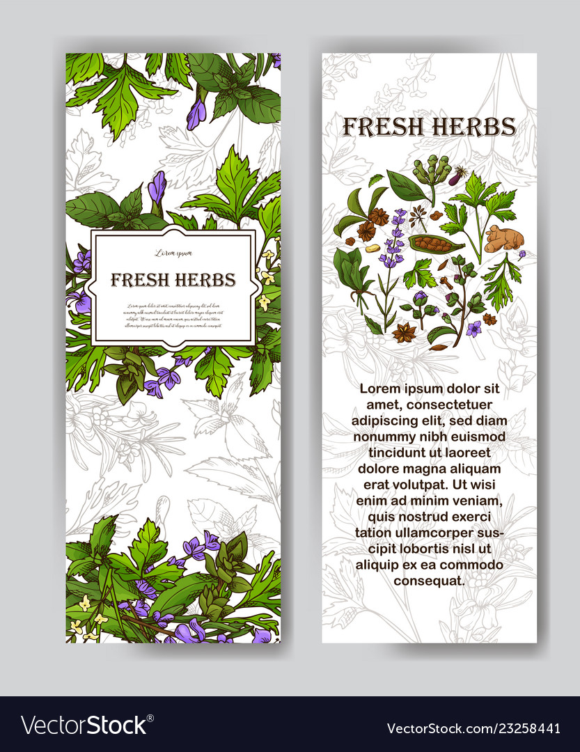 Card with place for text herbs banner in sketch