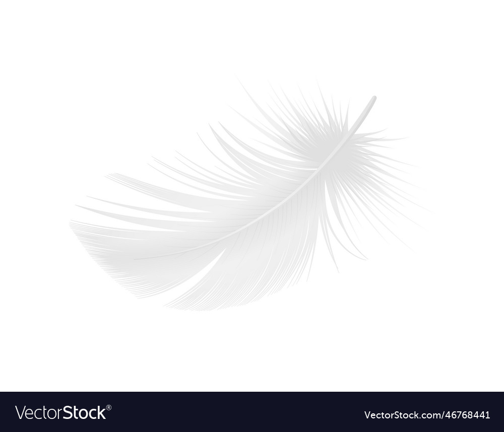 Realistic white feather Royalty Free Vector Image