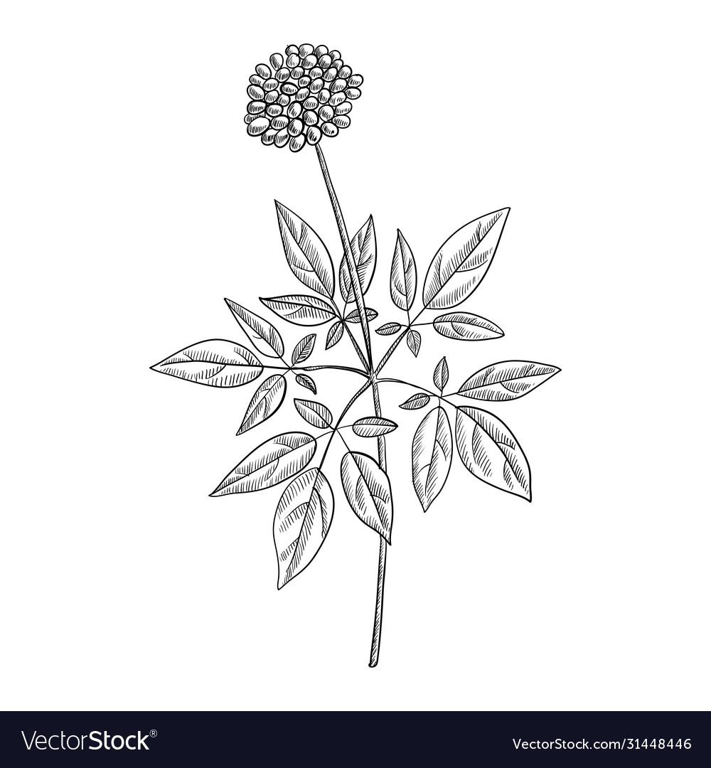 Drawing ginseng plant Royalty Free Vector Image