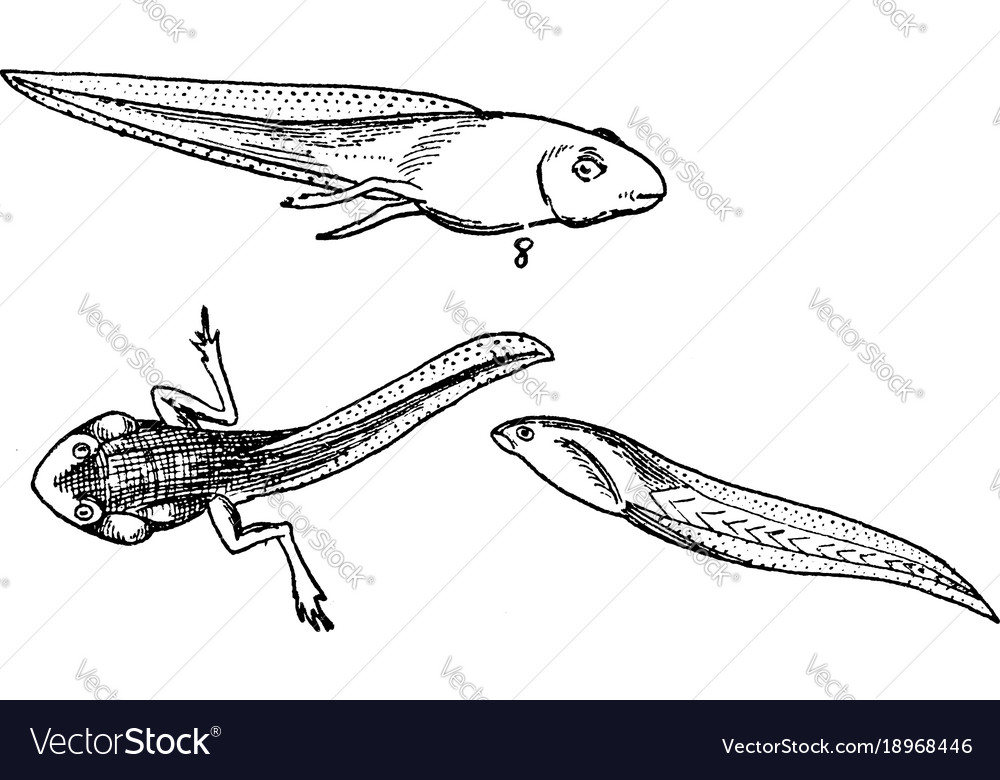 Froschbühne 3 Jahrgang