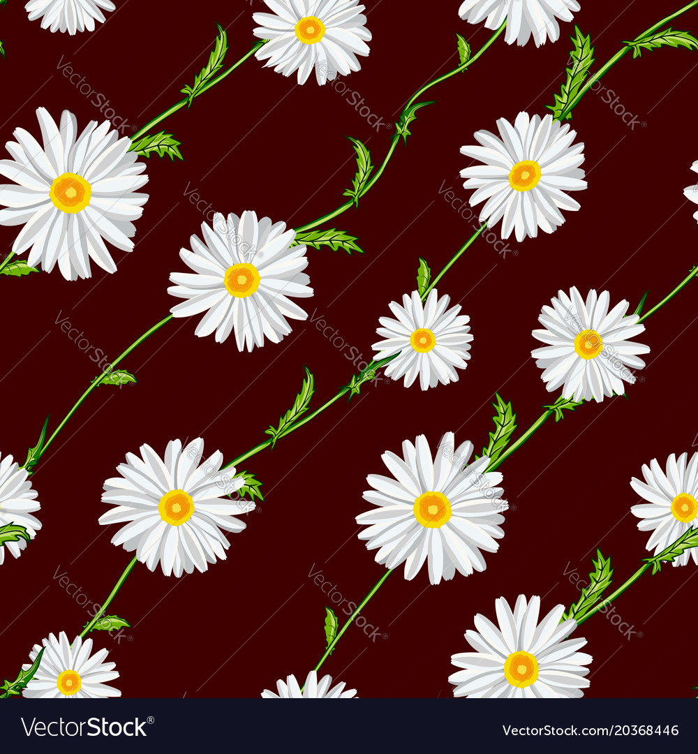 Seamless pattern from field chamomiles on stems