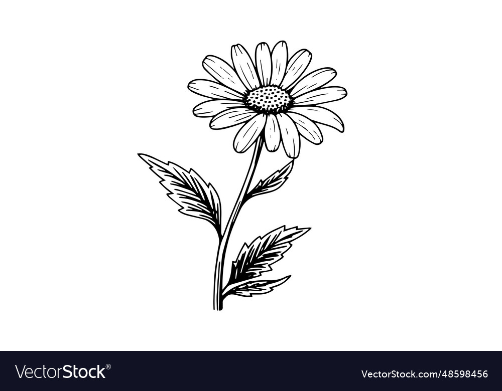 Hand drawn chamomile ink sketch daisy flower Vector Image