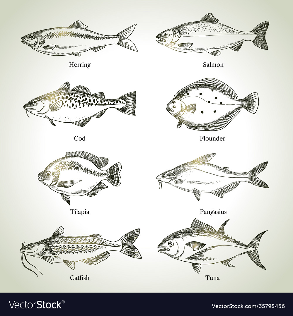 Hand drawn sketch fish animals set black Vector Image