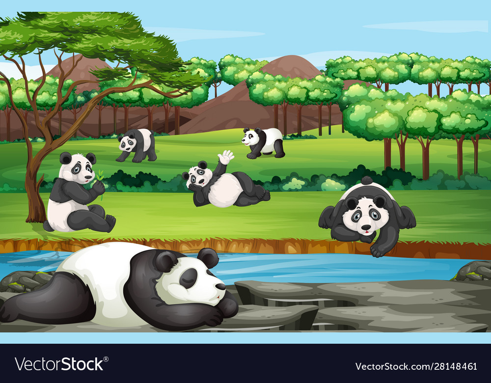 Scene with many pandas at open zoo