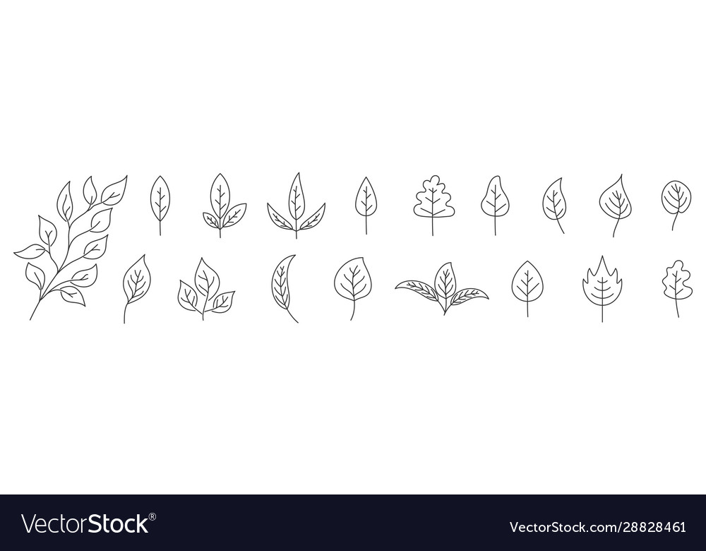 Set leaves in thin line style outline