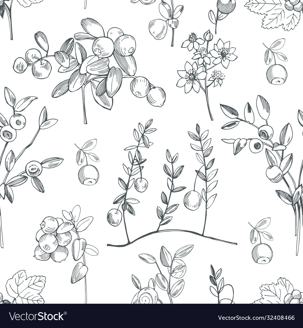 Hand drawn forest berry seamless pattern Vector Image