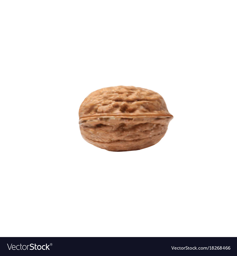 Of a realistic walnut on white