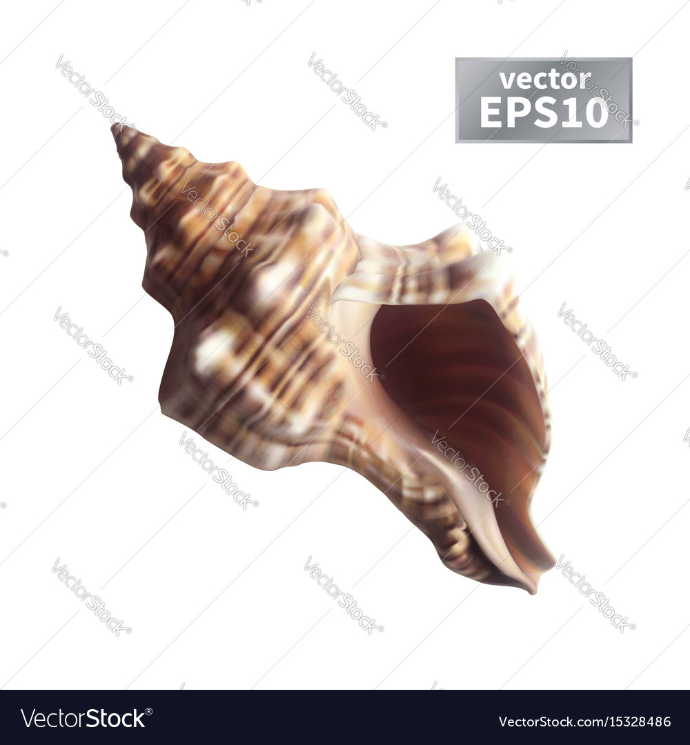 Detailed Seashell Illustration