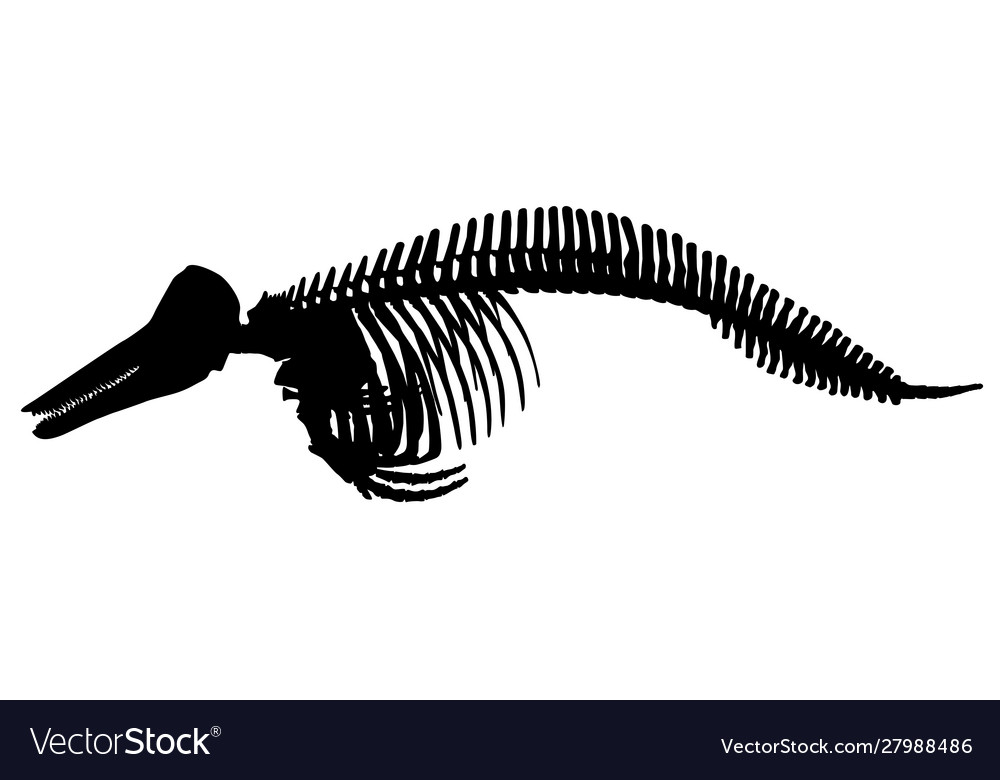 Silhouette skeleton a dolphin Royalty Free Vector Image